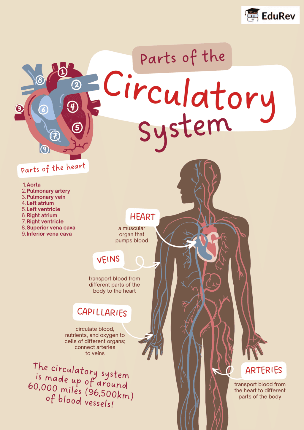 Infographics: Circulatory System | Science for Class 4