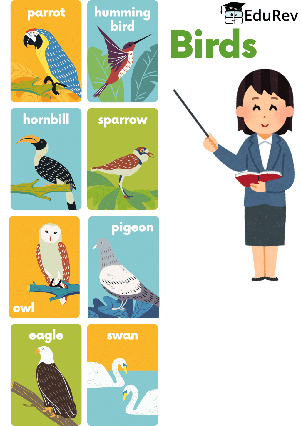 Printable Poster: Birds | Science Class 3 ICSE