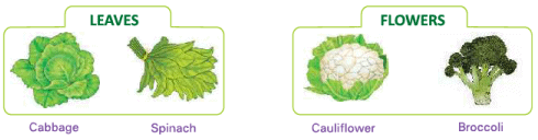 Food from Plants Class 1 Notes Science