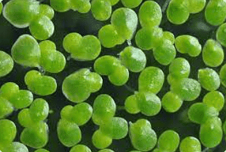 Duckweed