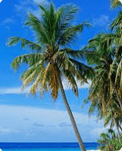 Coconut Tree