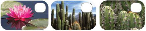 Class 4 Science - Adaptations in Plants - CBSE Worksheets - 1