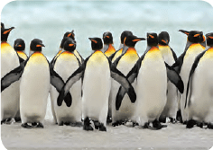 Penguins