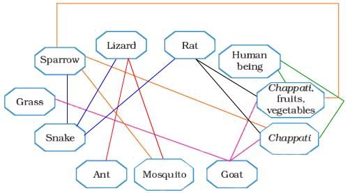 Our Friends – Animals NCERT Solutions | EVS for Class 3