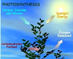 Class 4 Science - Force Energy and Work - CBSE Worksheets Solutions - 1