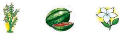 Food from Plants - 1 Class 1 Worksheet Science