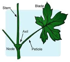 Class 4 Science - How Do Plants Make Their Food - CBSE Worksheets - 1