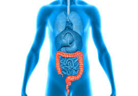Digestive System - 2 Class 6 Worksheet Science