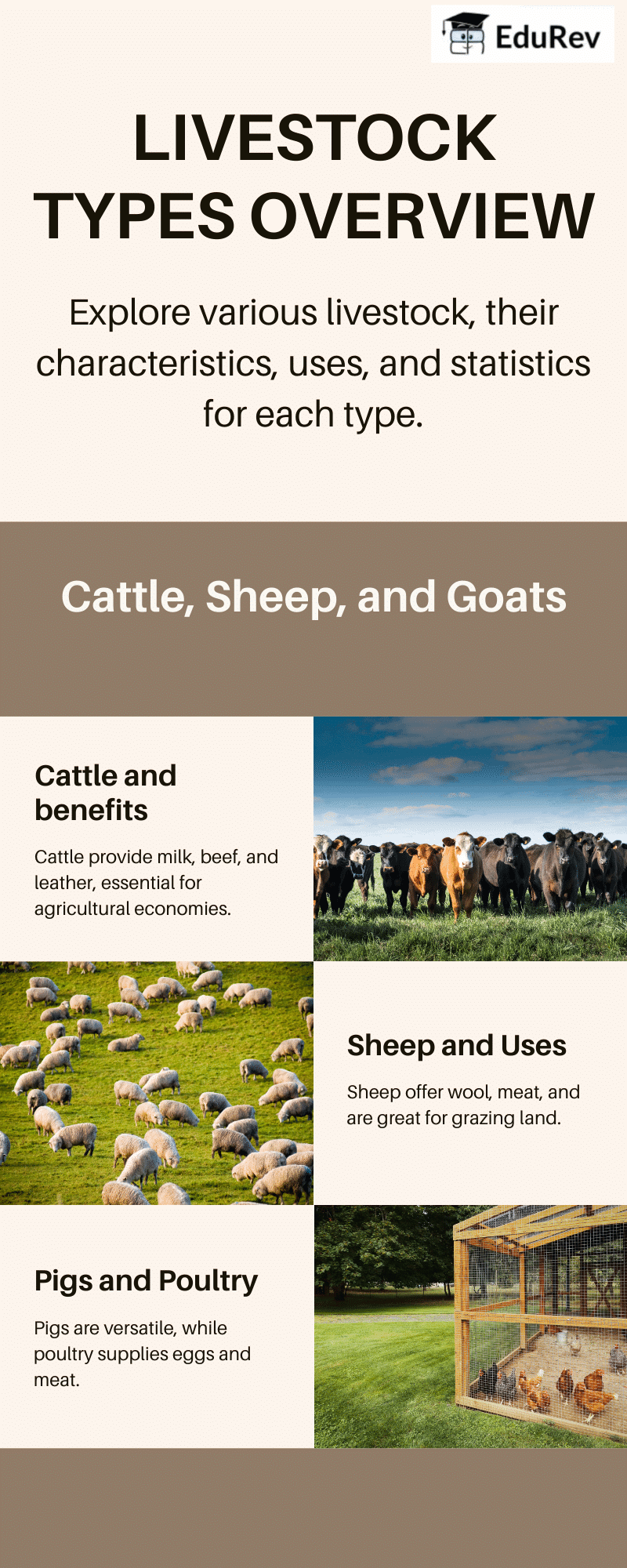Infographics: Livestock Types | Social Studies for Class 4