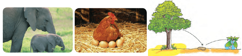 Living and Non-Living Things Class 3 Notes Science