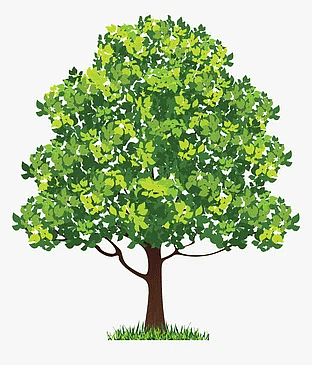 Neem Tree