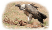 Animals in the Wild Class 2 Notes Science
