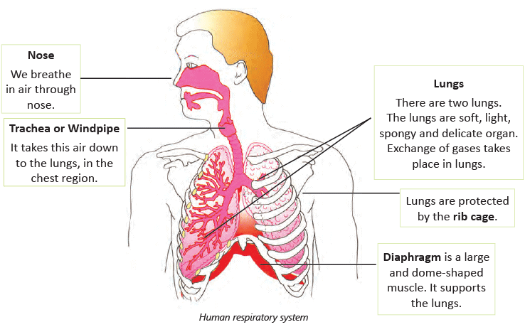 Respiratory and Circulatory Systems Chapter Notes | Science for Class 4