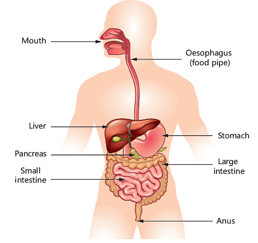 Digestive System - 2 Class 6 Worksheet Science