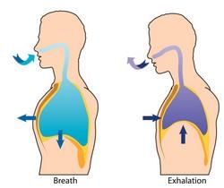 NCERT Solutions for Class 4 English - Noses