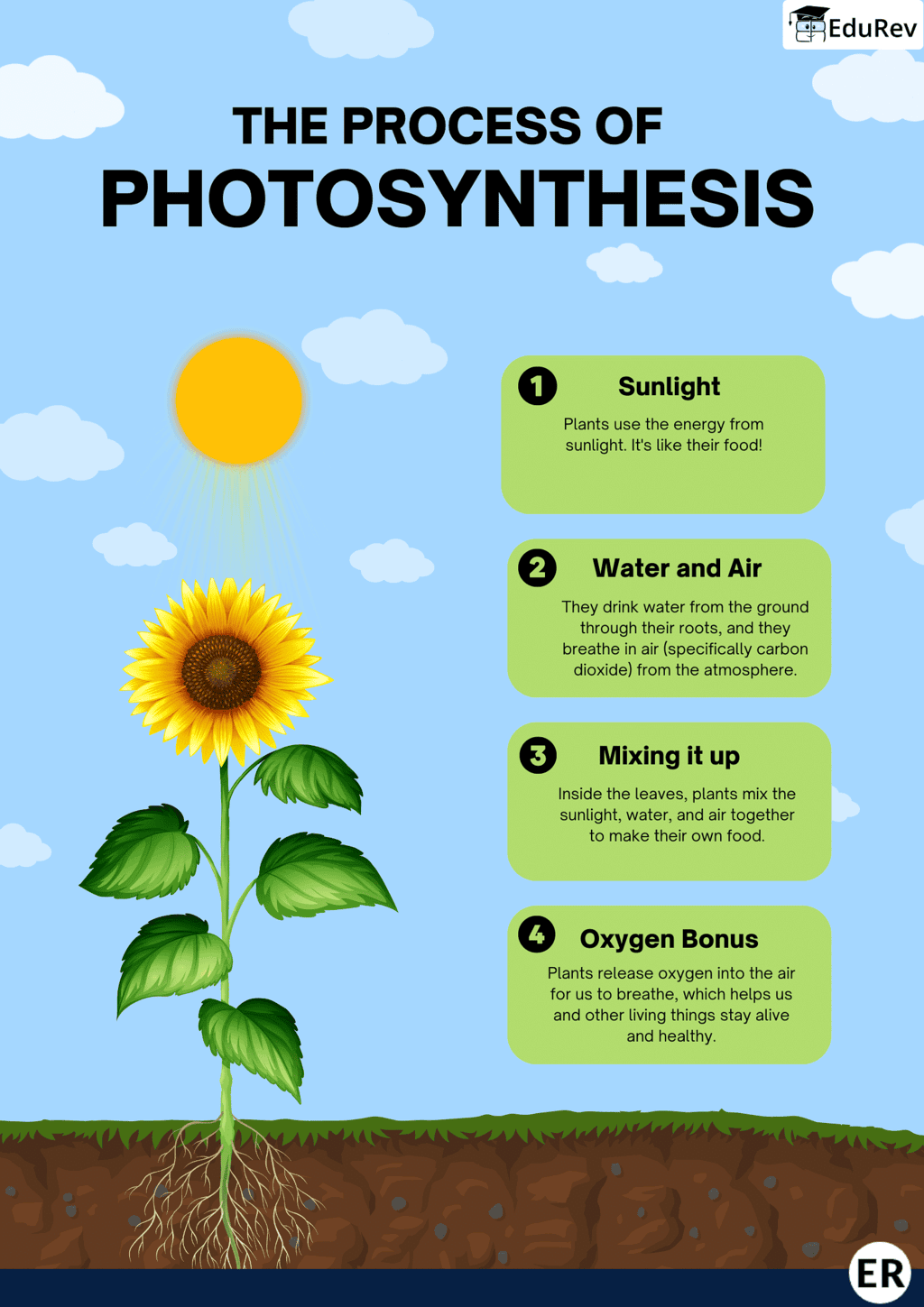 Learning Poster: Process of Photosynthesis | Science for Class 4