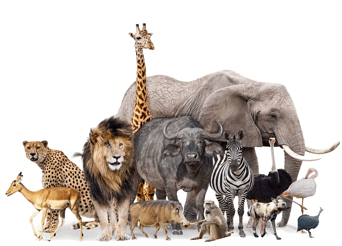 Animals in the Wild - 2 Class 2 Worksheet Science