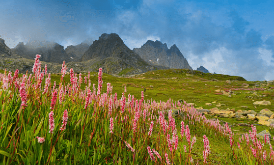 The Valley of Flowers - 2 Class 4 Worksheet EVS Chapter 11
