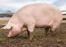 NCERT Solutions for Class 1 English Marigold Unit 1 - Three Little Pigs