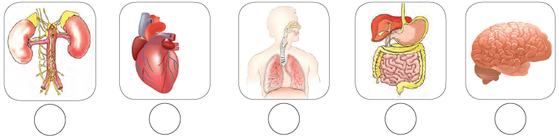 Class 3 Science - Human Body Organ Systems - CBSE Worksheets