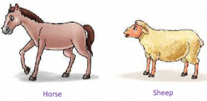 Animals Around Us Class 1 Notes EVS