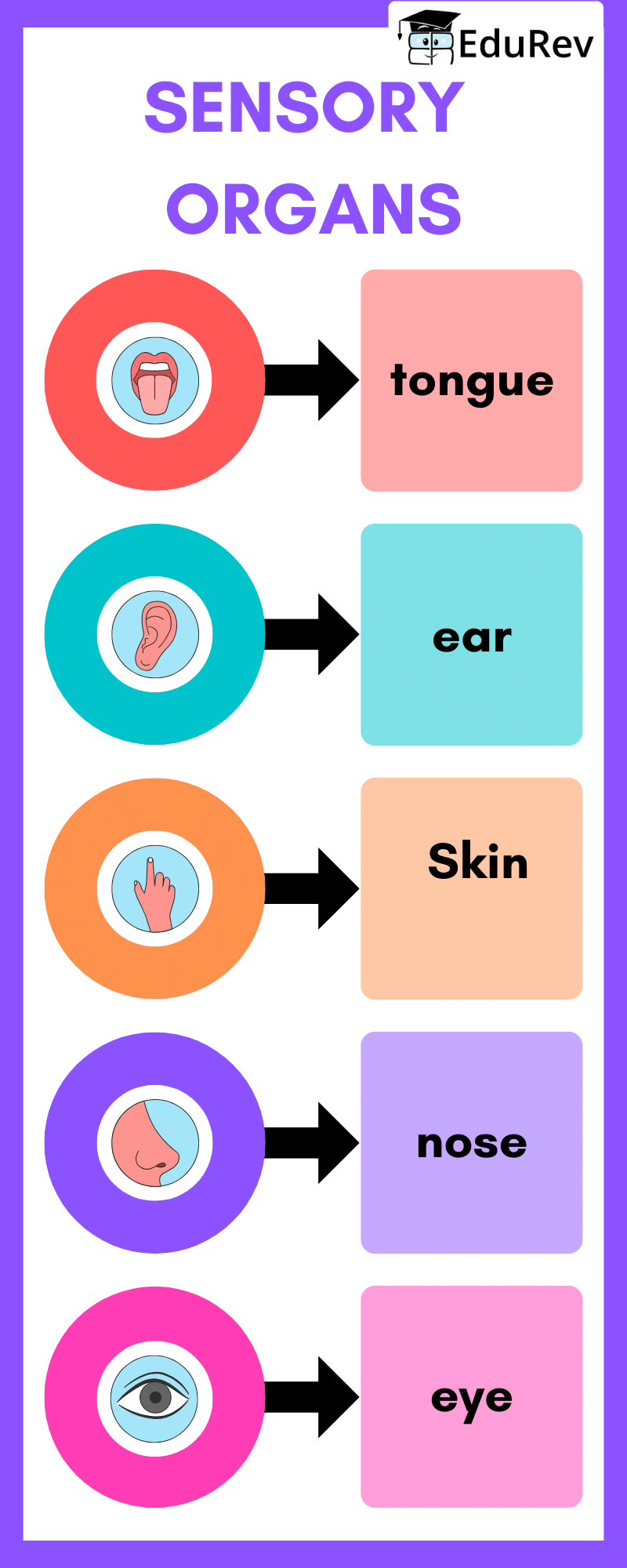 Printable Poster: Sensory Organs | EVS for Class 1