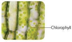 How Do Plants Make Their Food Class 4 Notes Science