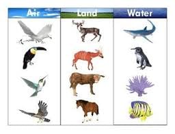 Adaptation in Animals - 2 Class 6 Worksheet Science