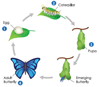 Life cycle of butterfly
