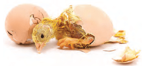 Chicken hatches from the egg