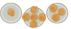 NCERT Solutions for Class 3 Maths - Can we Share