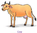 Animals Around Us Class 1 Notes EVS
