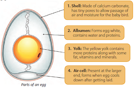 Reproduction in Animals Class 4 Notes Science