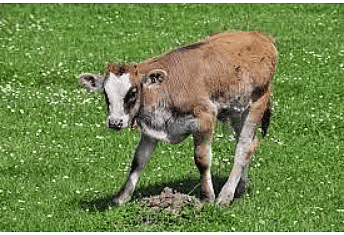 Worksheet Solutions: The Milkman`s Cow - Class 4