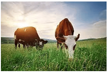 Animals- Food and Shelter - 2 Class 1 Worksheet Science