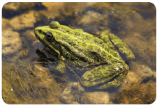 Frog