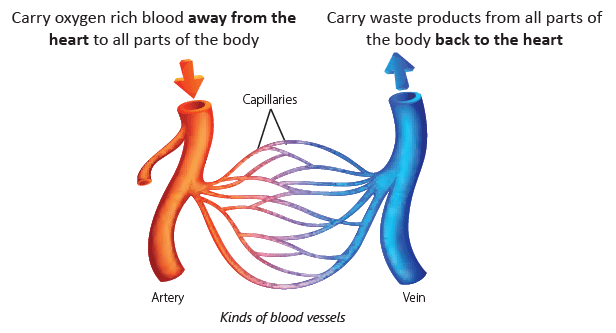 Respiratory and Circulatory Systems Chapter Notes | Science for Class 4