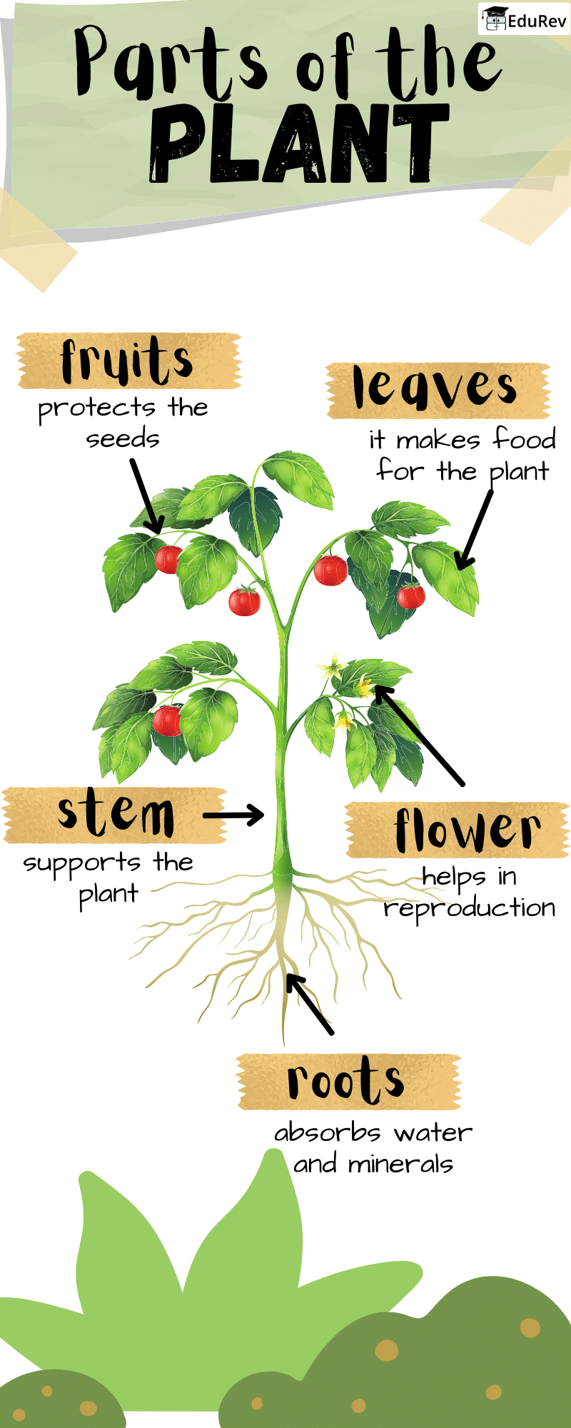 Parts of Plants: Plants Around Us | EVS for Class 1
