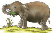 Animals in the Wild Class 2 Notes Science