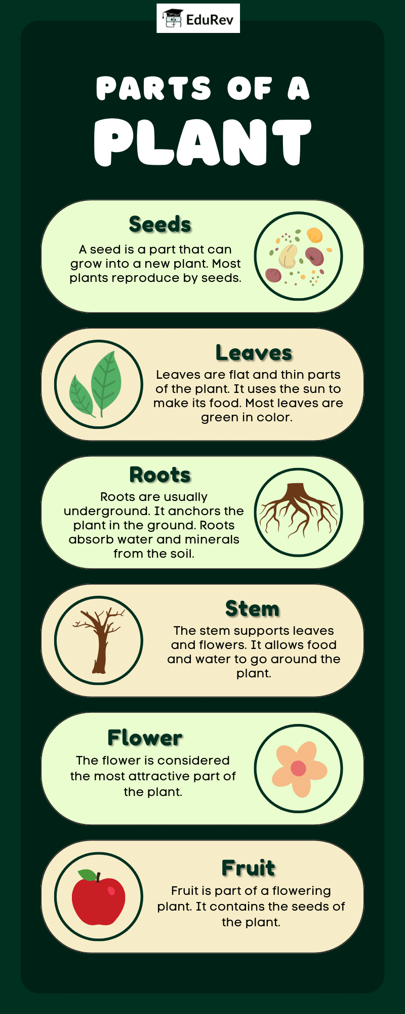 Infographics: Parts of a Plant | Science for Class 3