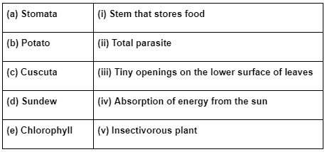 Class 4 Science - How Do Plants Make Their Food - CBSE Worksheets Solutions - 1
