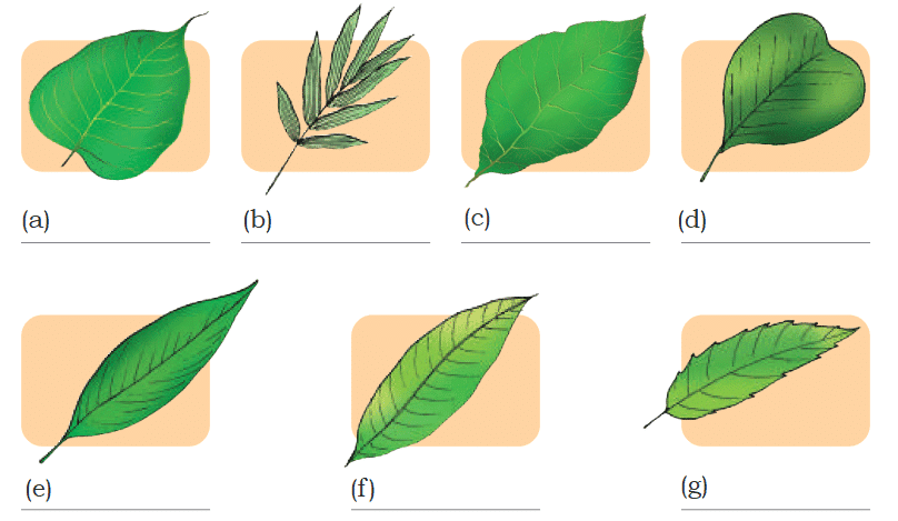 NCERT Solutions for Class 4 EVS Chapter 3 - Nature Trail