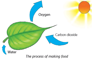 Parts of a Plant Class 3 Notes Science