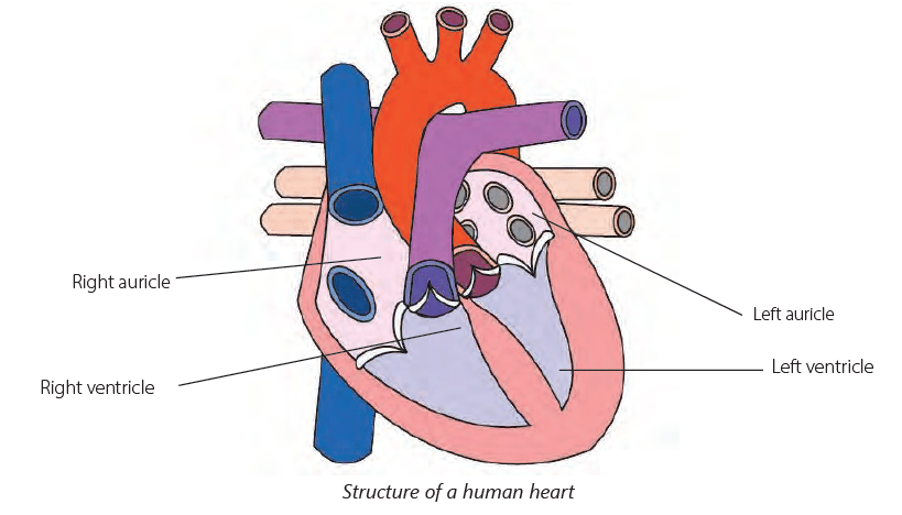 Respiratory and Circulatory Systems Chapter Notes | Science for Class 4