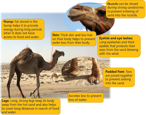 Adaptation in Animals Class 4 Notes Science