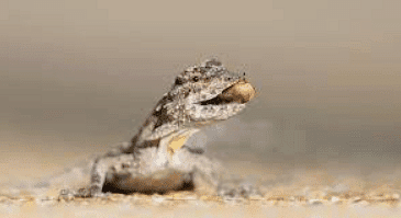 Adaptation in Animals - 2 Class 6 Worksheet Science
