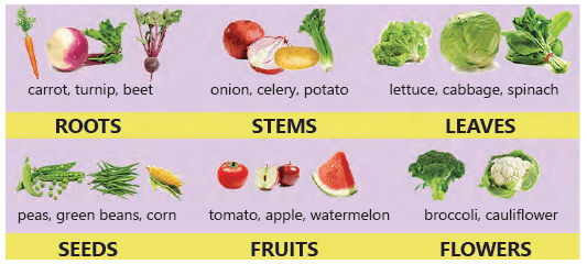 Part of Plants that store food.