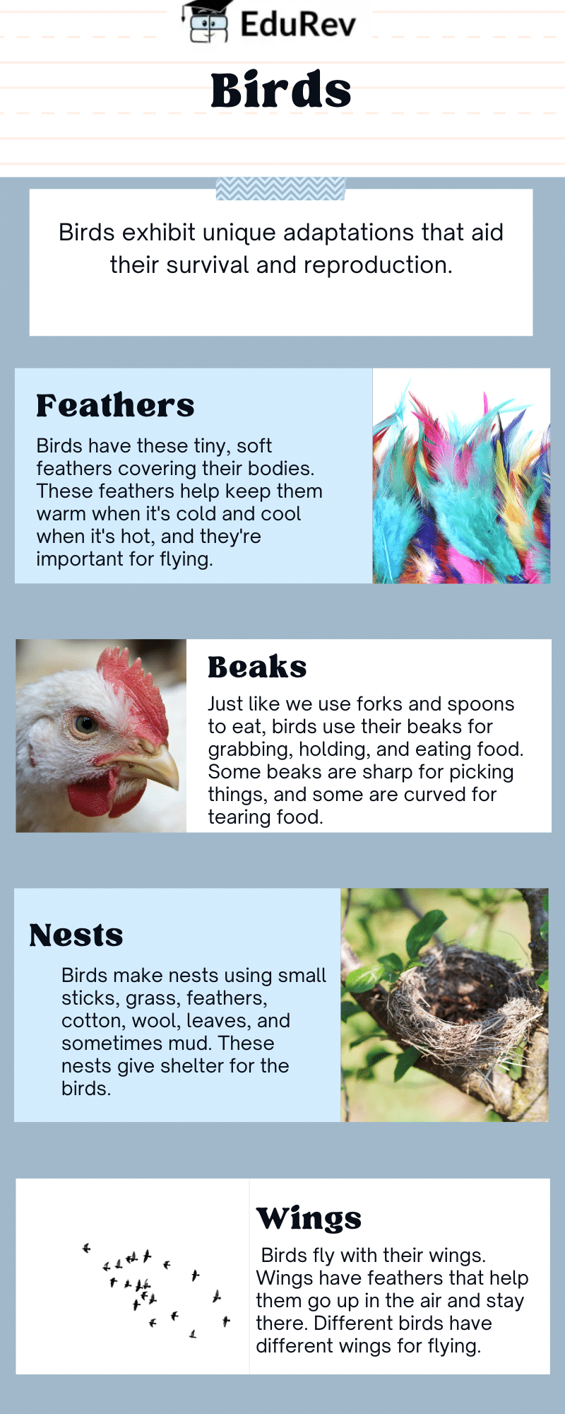Infographics: Birds | Science for Class 3
