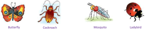 Animals Around Us Class 1 Notes EVS