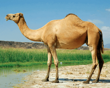 Domestic Animals - 1 Class 2 Worksheet Science
